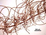 6 - Verticilli con tetrasporocisti